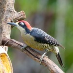 Black-cheeked Woodpecker