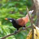 Montezuma Oropendola