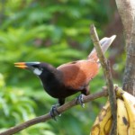 Montezuma Oropendola