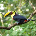 Black-mandibled Toucan