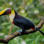 Black-mandibled Toucan