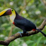 Black-mandibled Toucan