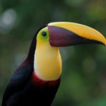 Black-mandibled Toucan