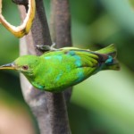 Green Honeycreeper