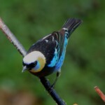 Golden-hooded Tanager
