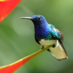White-necked Jacobin