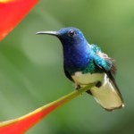 White-necked Jacobin