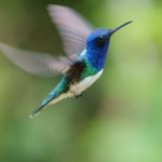 White-necked Jacobin