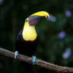 Black-mandibled Toucan