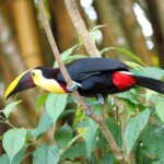 Black-mandibled Toucan