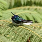 White-necked Jacobin