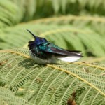 White-necked Jacobin