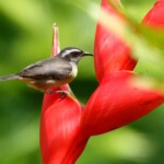 Bananaquit