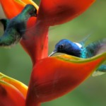 White-necked Jacobin