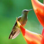 Scaly-breasted Hummingbird