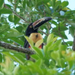 Collared Aracari