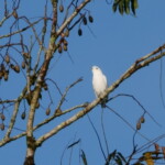 Snowy Cotinga
