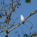 Snowy Cotinga