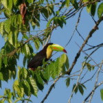 Keel-billed Toucan