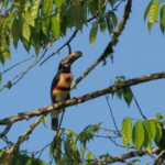 Collared Aracari