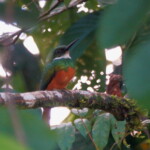 Rufous-tailed Jacamar