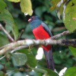 Slaty-tailed Trogon