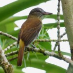 Bright-rumped Attila