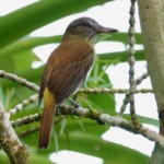 Bright-rumped Attila