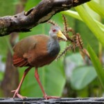 Grey-necked Wood-rail