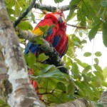 Scarlet Macaw