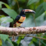 Collared Aracari