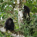 Howler Monkey