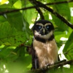 Spectacled Owl