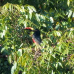Fiery-billed Aracari