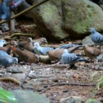 Blue Ground-doves