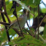 Lesser Greenlet