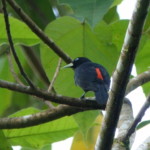 Scarlet-rumped Cacique