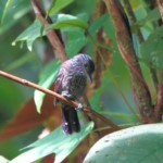Black-hooded Antshrike, female