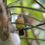 Sulphur-rumped Flycatcher