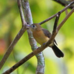 Sulphur-rumped Flycatcher