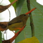 Orange-collared Manikin, female