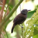 Black-hooded Antshrike female