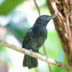 Black-hooded Antshrike male