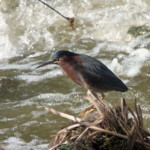 Green Heron