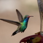 Broad-billed Hummingbird