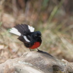 Painted Redstart
