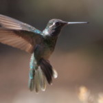 Rivoli's Hummingbird