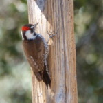 Arizona Woodpecker