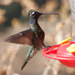 Rivoli's Hummingbird