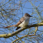Ash-throated Flycatcher